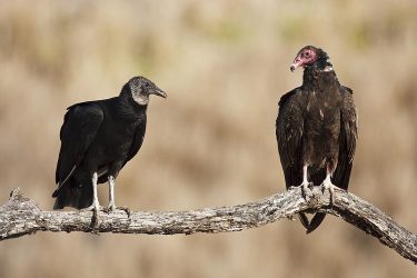 Black Vulture perched with Turkey Vulture (right), Texas.