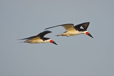 Black Skimmers in flight