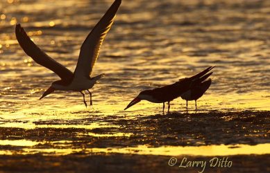 Black Skimmers at sunset
