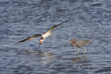 Black Skimmer (Rhynchops niger) skimming in Laguna Madre as a Reddish Egret watches
