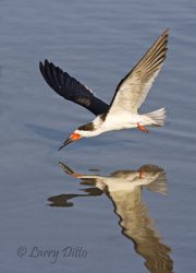 Black Skimmer (Rhynchops niger) in winter plumage fishing on the Laguna Madre near South Padre Island, Texas