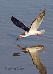 Black Skimmer (Rhynchops niger) in winter plumage fishing on the Laguna Madre near South Padre Island, Texas