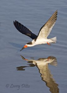 Black Skimmer (Rhynchops niger) in winter plumage fishing on the Laguna Madre near South Padre Island, Texas