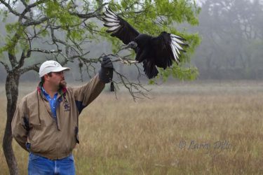 Black Vulture landing on rehabilitator's arm