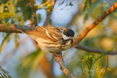 blackpoll warbler (Dendroica striata) male, spring