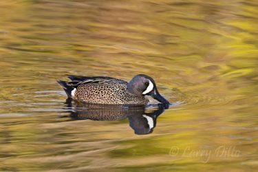 Blue-winged Teal male