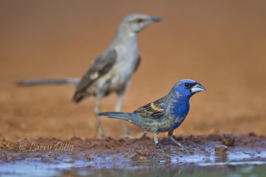Blue Grosbeak at pond with Northern Mockingbird, s. Texas.