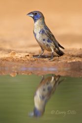 Blue Grosbeak male by pond
