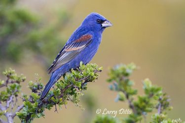 Blue Grosbeak male in black brush