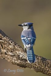 Blue Jay (Cyanocitta cristata) adult, autumn