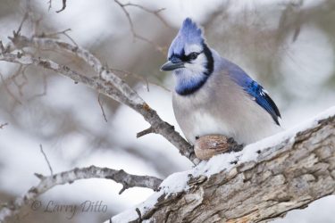blue jay with pecan in winter, wichita falls, texas