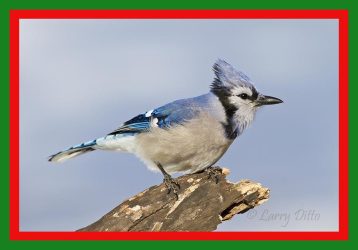 blue jay in winter