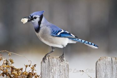 Blue Jay eating bread crumbs after snow