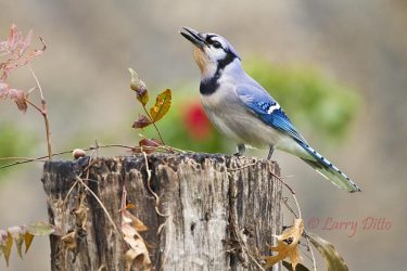 Blue Jay eating acorns, winter, Texas