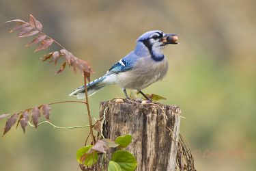 adult blue jay eating acorns, north Texas, December