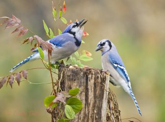 Blue Jays eating acorns, winter, Texas