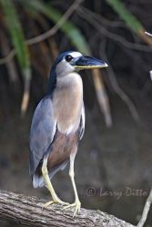 Boat-billed Heron (Cochlearius cochlearius) perched in roost over small stream at Rancho Los Ebanos near Tepeguaje, Tamaulipas, Mexico on the Gulf of Mexico