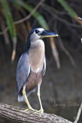 Boat-billed Heron (Cochlearius cochlearius) perched in roost over small stream at Rancho Los Ebanos near Tepeguaje, Tamaulipas, Mexico on the Gulf of Mexico