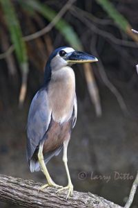 Boat-billed Heron (Cochlearius cochlearius) perched in roost over small stream at Rancho Los Ebanos near Tepeguaje, Tamaulipas, Mexico on the Gulf of Mexico