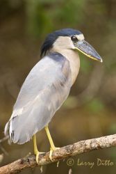 Boat-billed Heron (cochlearius cochlearius) perched in roost over small stream at Rancho Los Ebanos near Tepeguaje, Tamaulipas, Mexico on the Gulf of Mexico