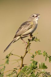 Botteri's Sparrow (Aimophila botterii), male singing on territory, spring, s. Texas