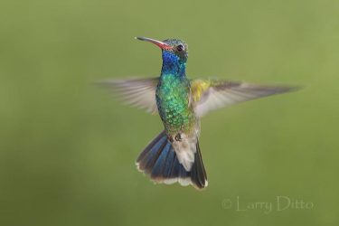 Broad-billed Hummingbird in flight.