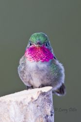 Broad-tailed Hummingbird (Selasphorus platycercus) male, Rocky Mountain National Park, Colorado, May