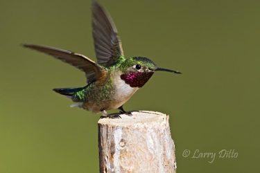 Broad-tailed Hummingbird, male landing, Colorado, June