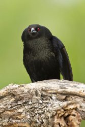 Bronzed Cowbird