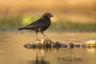 Bronzed Cowbird (Molothrus aeneus) male at s. Texas pond, sunset