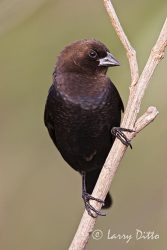 Brown-Headed Cowbird (Molothrus ater) adult male