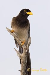 Brown Jay (Cyanocorax morio) immature, Rancho Los Ebanos near Tepeguaje, Tamaulipas, Mexico