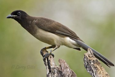 Brown Jay adult