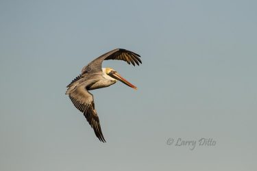 Brown Pelican in flight
