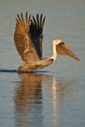 Brown Pelican beginning his take-off near Rockport, Texas