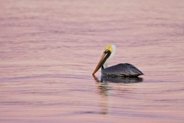 Brown Pelican (Pelecanus occidentalis) adult, winter sunset