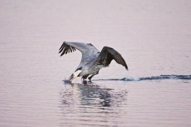 Brown Pelican (Pelecanus occidentalis) diving for fish, Texas coast, winter, adult at Goose Island State Park