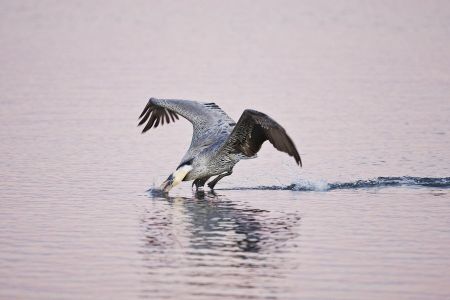 Brown Pelican (Pelecanus occidentalis) diving for fish, Texas coast, winter, adult at Goose Island State Park