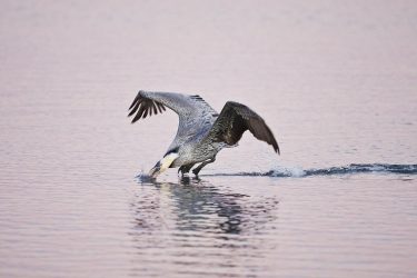 Brown Pelican (Pelecanus occidentalis) diving for fish, Texas coast, winter, adult at Goose Island State Park