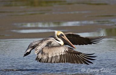 Brown Pelican (Pelecanus occidentalis), Texas gulf coast, chasing fish in Laguna Madre at South Padre Island, winter