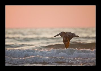 Brown Pelican juvenile flying over the surf, Gulf of Mexico at South Padre Island, Texas, sunrise
