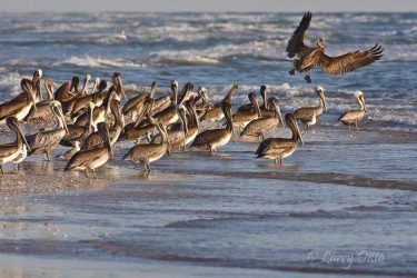 Brown Pelican on the Gulf of Mexico beach at South Padre Island, Texas, October