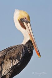 Brown Pelican, adult, Texas coast, winter