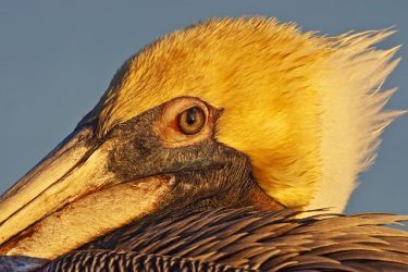 Brown Pelican resting at sunset, Rockport, Texas, winter