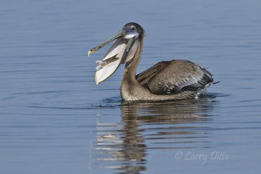 brown pelican eating fish parts