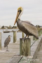 Brown Pelican (Pelecanus occidentalis), Texas coast, winter, sunning on a pier, Rockport, Texas