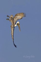 Brown Pelican in a dive while fishing on the Texas coast, winter