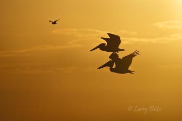 Brown Pelicans and gull in flight, South Padre Island, sunrise