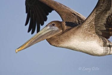 Juvenile Brown Pelican in flight, Texas coast