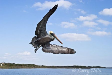 Brown Pelican (Pelecanus occidentalis) in flight, Goose Island State Park, at Rockport, Texas. Rockport motto:"Charm of the Texas coast".